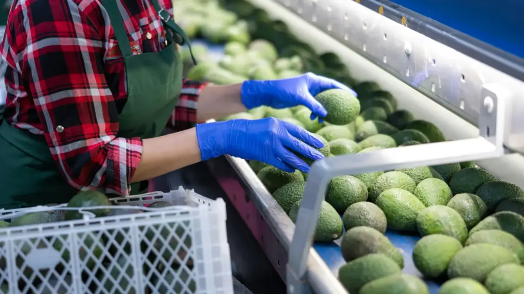 US Food Bloggers Face Devastating Setback as Mexico Suspends Avocado Exports